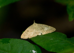 Chytolita morbidalis