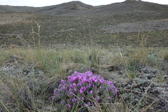 Oxytropis borissoviae