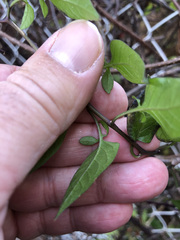 Solanum dulcamara