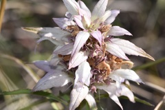 Monarda viridissima