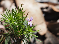 Stylidium laricifolium