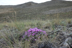 Oxytropis borissoviae