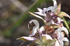 Monarda viridissima