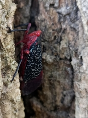 Kalidasa lanata