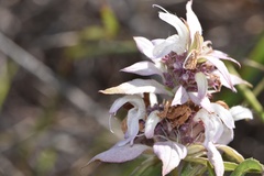 Monarda viridissima