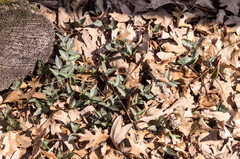 Trillium recurvatum
