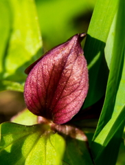 Trillium recurvatum