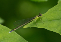 Enallagma antennatum