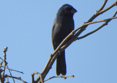 Cyanoloxia brissonii