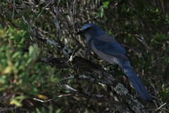 Aphelocoma coerulescens