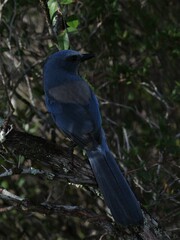 Aphelocoma coerulescens