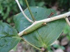 Ectatomma tuberculatum