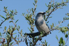 Aphelocoma coerulescens