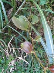 Smilacaceae