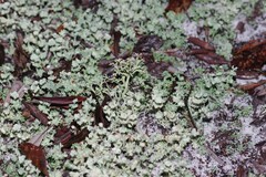 Cladonia rappii