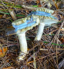 Lactarius chelidonium