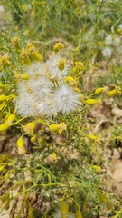 Senecio subulatus