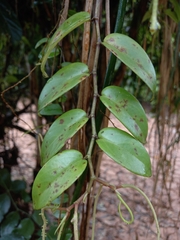 Peperomia macrostachyos