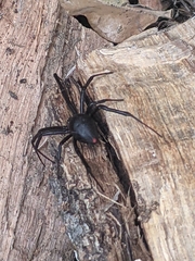 Latrodectus mactans