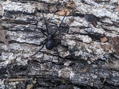 Latrodectus mactans