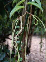 Peperomia macrostachyos