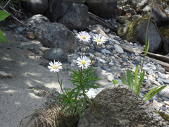 Erigeron hyssopifolius