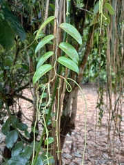Peperomia macrostachyos