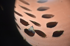 Lascoria phormisalis