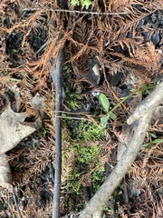Riccia huebeneriana