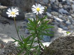 Erigeron hyssopifolius