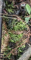 Riccia huebeneriana