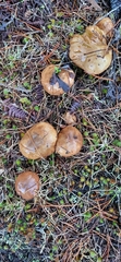 Suillus brevipes