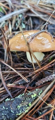 Suillus brevipes