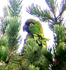 Rhynchopsitta terrisi