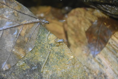 Mannophryne trinitatis