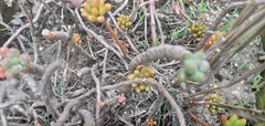 Sedum pachyphyllum