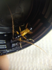 Cerambycidae
