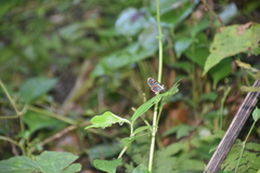 Ithomia agnosia pellucida