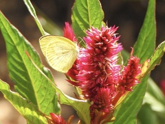 Eurema elathea