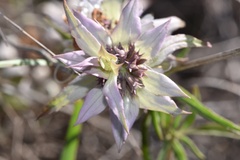Monarda viridissima