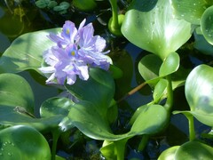 Eichhornia crassipes image
