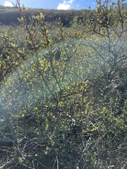 Ceanothus thyrsiflorus