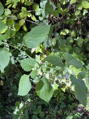 Solanum douglasii