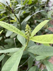 Crotalaria retusa