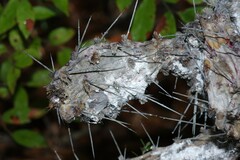 Dactylopius confusus