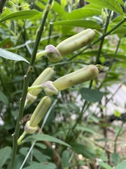 Crotalaria retusa