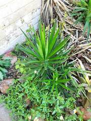 Yucca elata