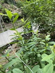 Crotalaria retusa