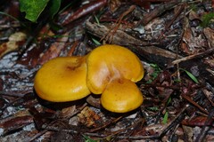 Omphalotus subilludens