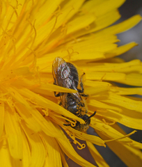 Chilalictus